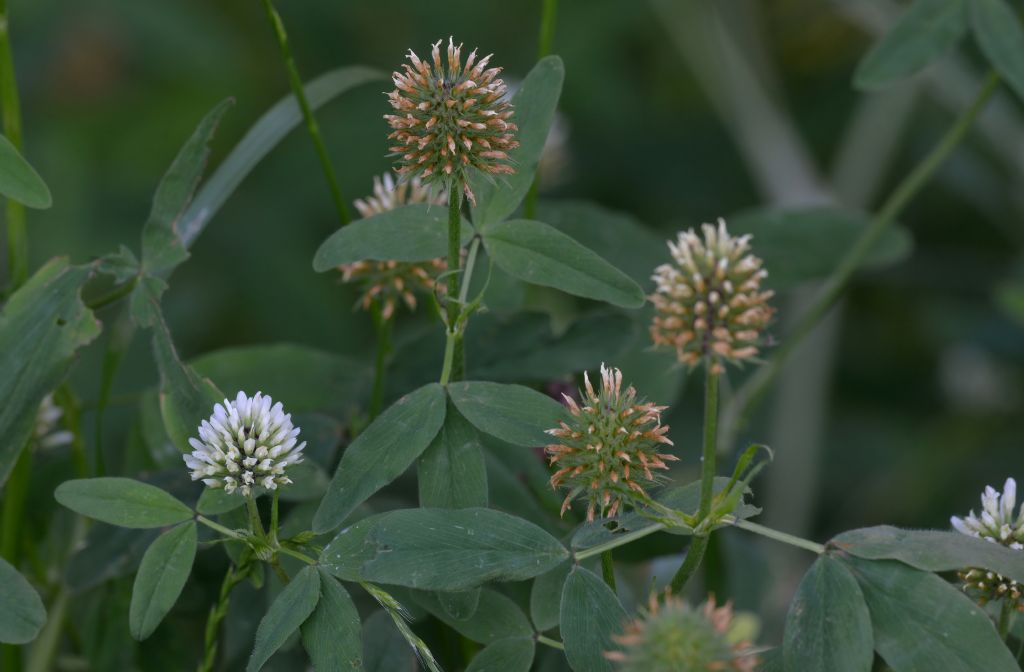 Trifolium da id