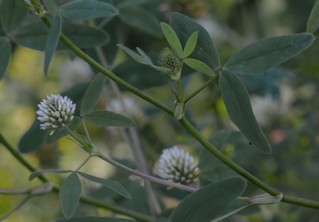 Trifolium da id