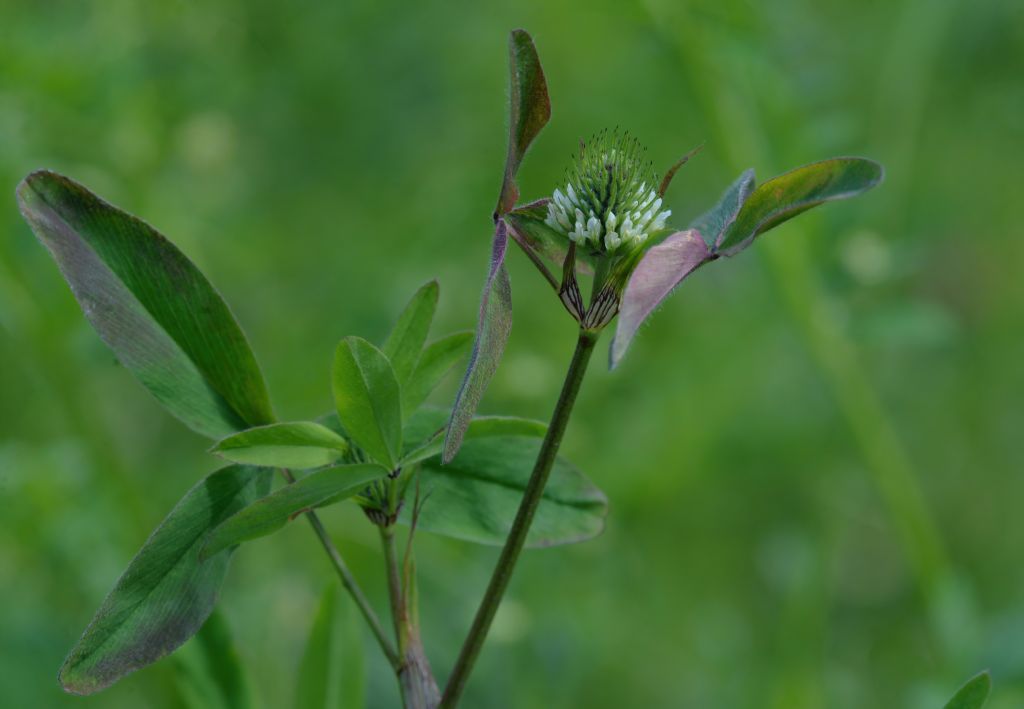 Trifolium da id