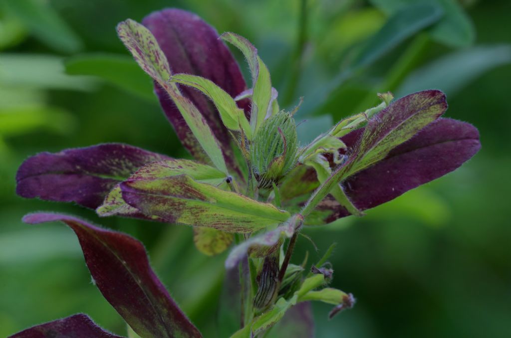 Trifolium da id