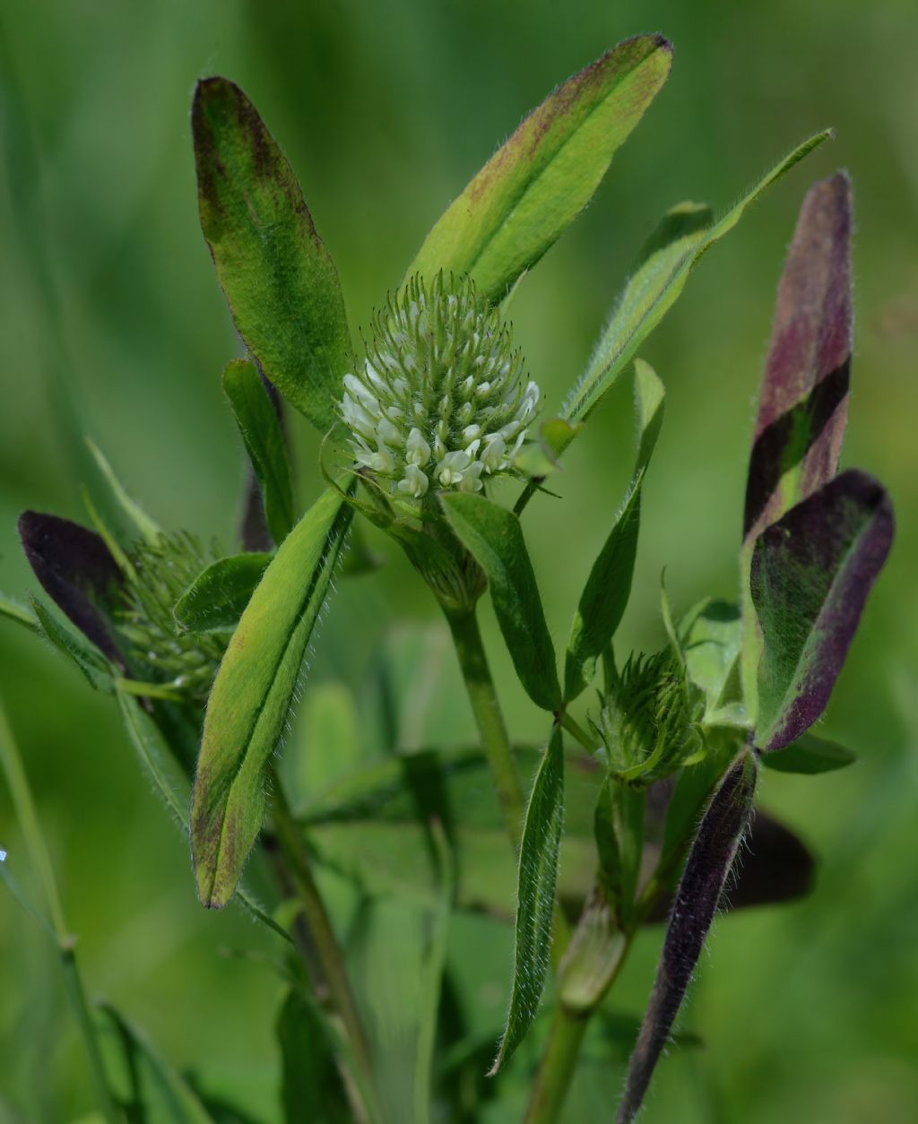 Trifolium da id