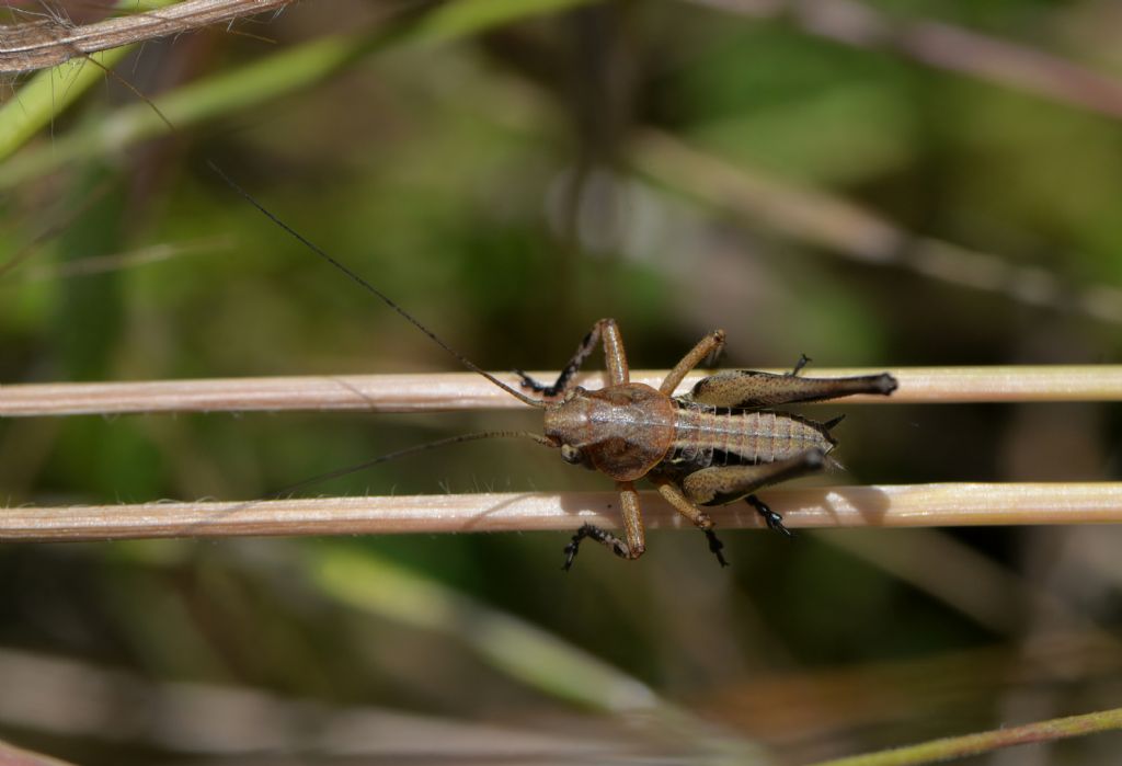 Tettigoniidae da id