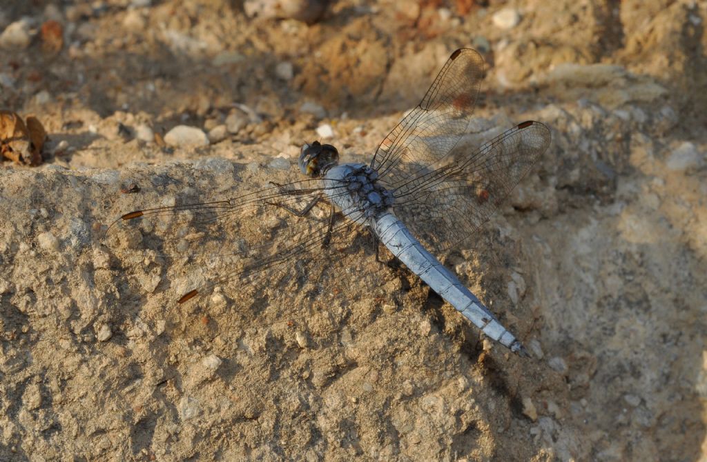 Orthetrum: dubbio id