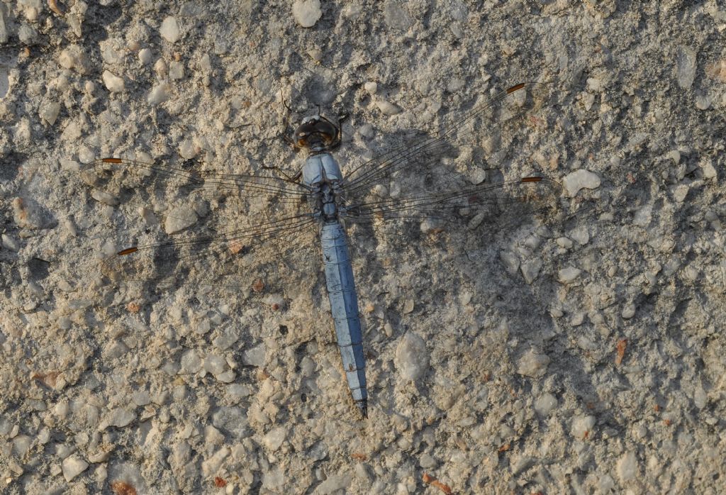 Orthetrum: dubbio id