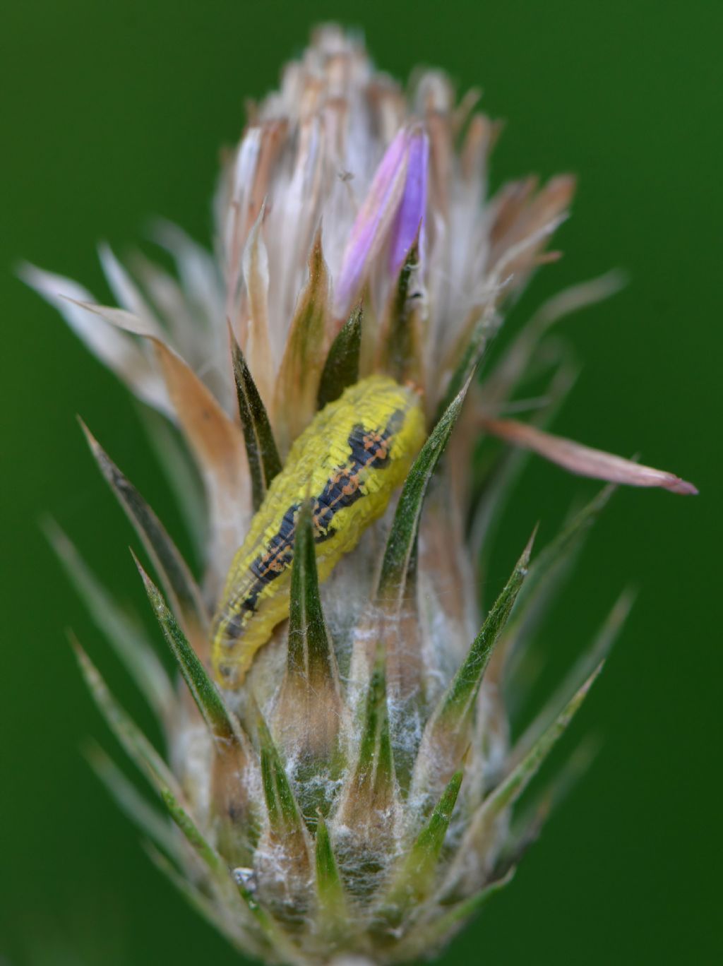 Syrphidae: larva da id (se possibile)