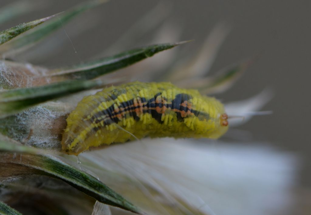 Syrphidae: larva da id (se possibile)