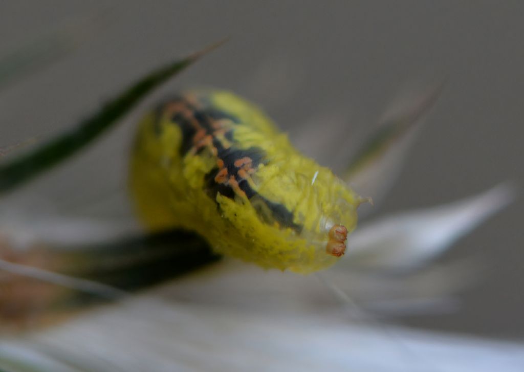 Syrphidae: larva da id (se possibile)