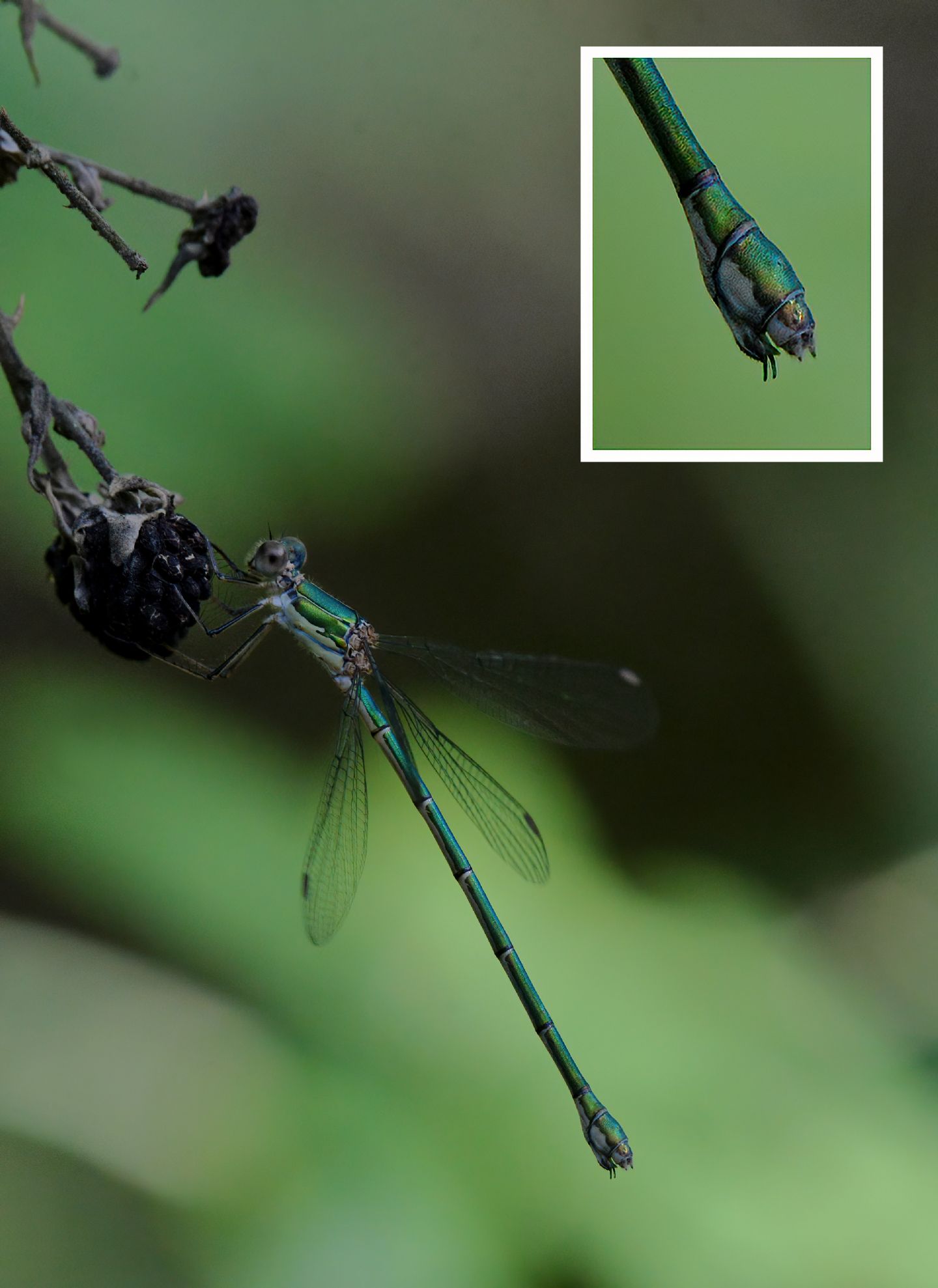 Chalcolestes viridis o parvidens?