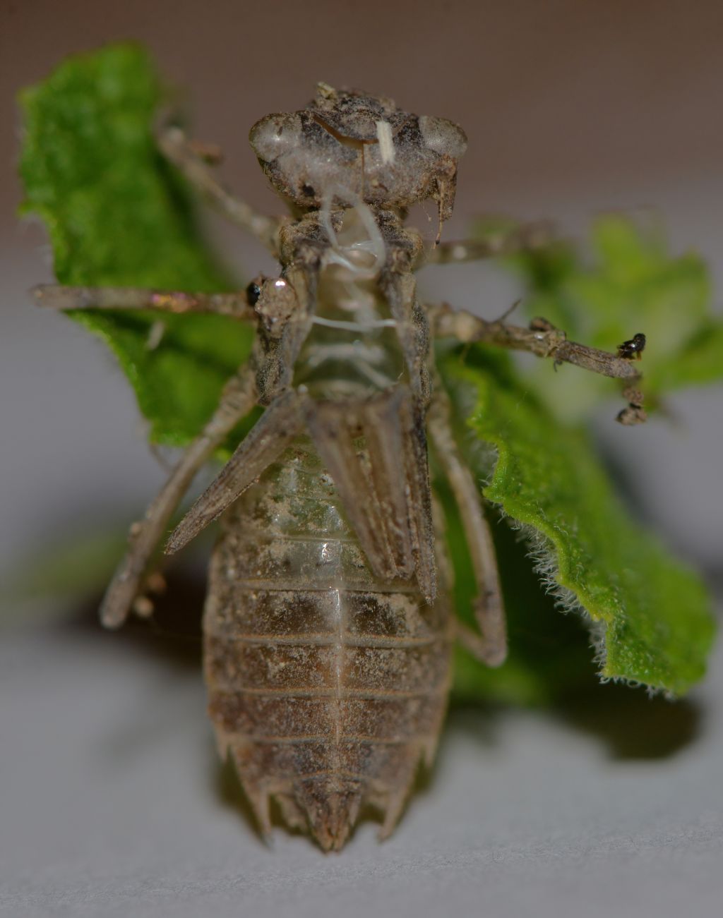 Exuvia da id