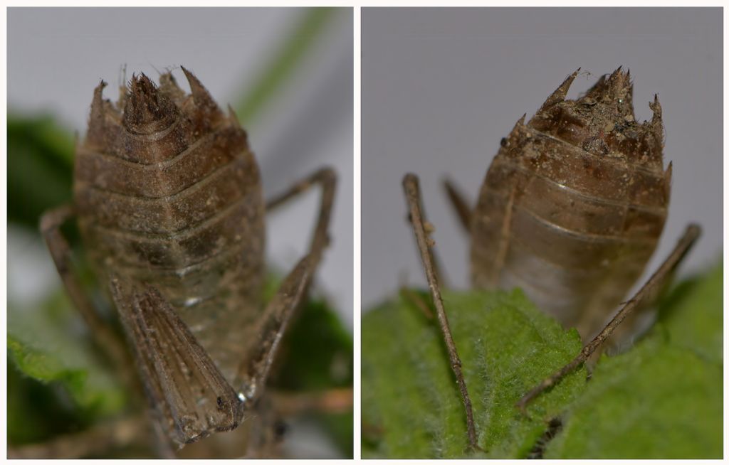Exuvia da id