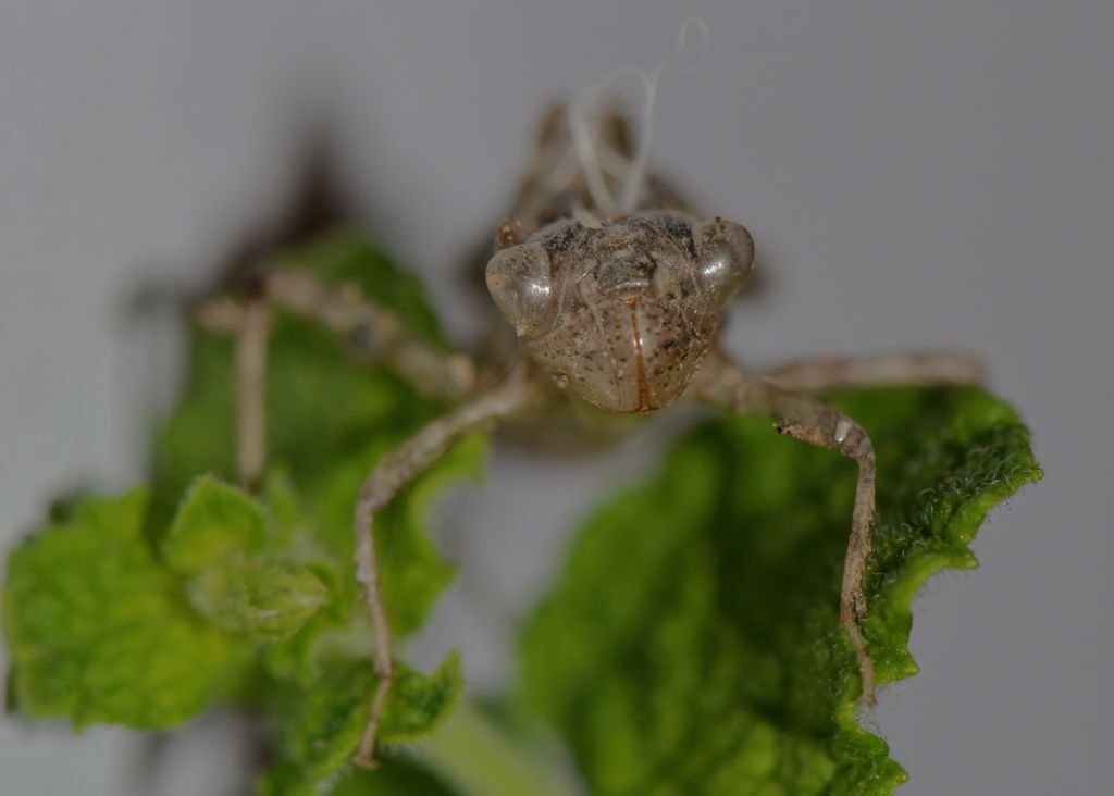 Exuvia da id