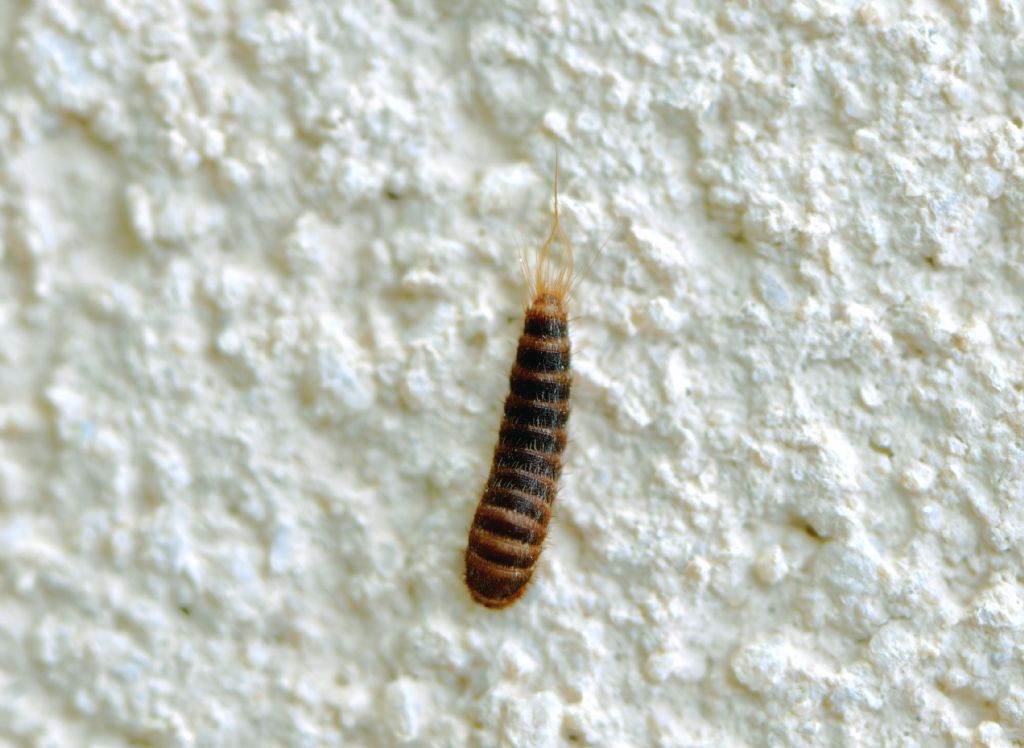 larva di Attagenus?