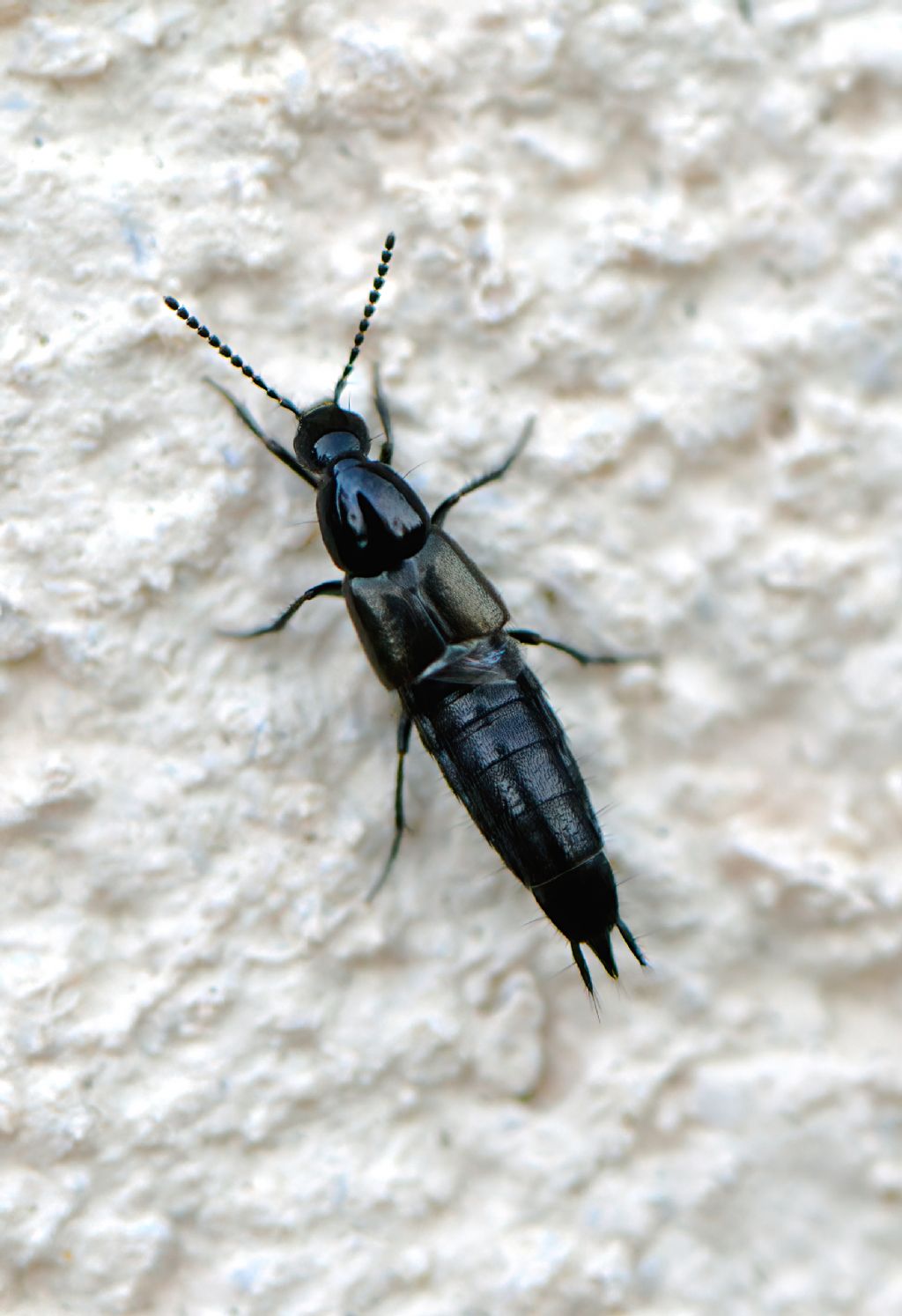 Staphylinidae: Philonthus carbonarius (cfr.)