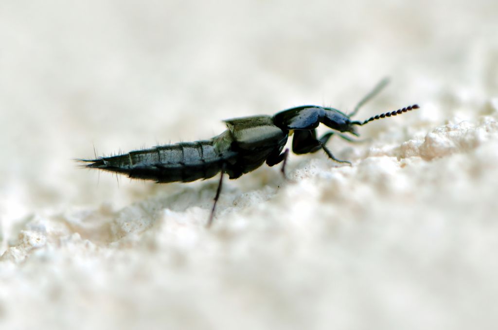 Staphylinidae: Philonthus carbonarius (cfr.)