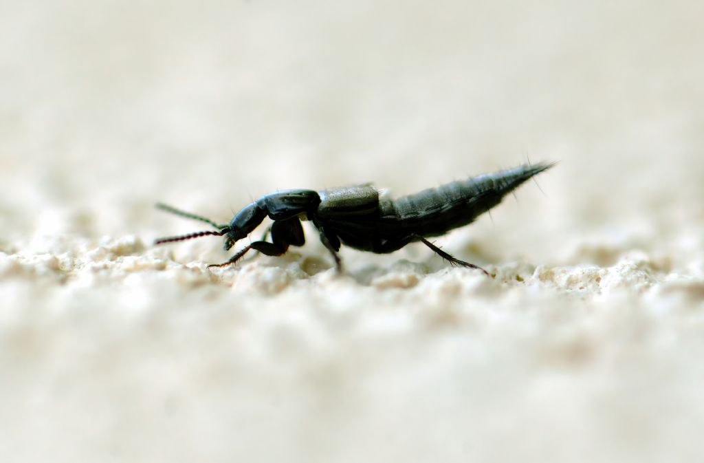 Staphylinidae: Philonthus carbonarius (cfr.)