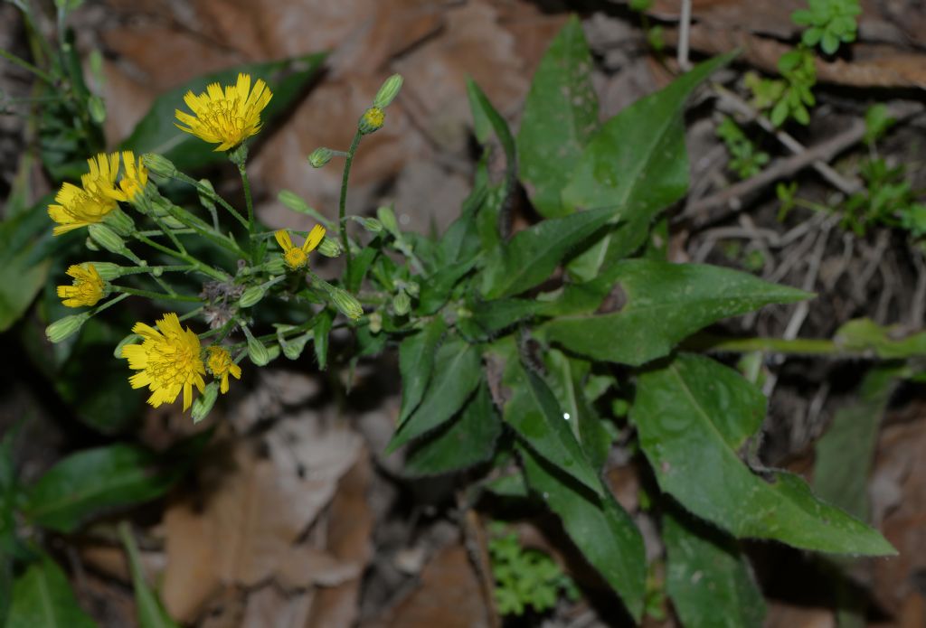 Hieracium da id