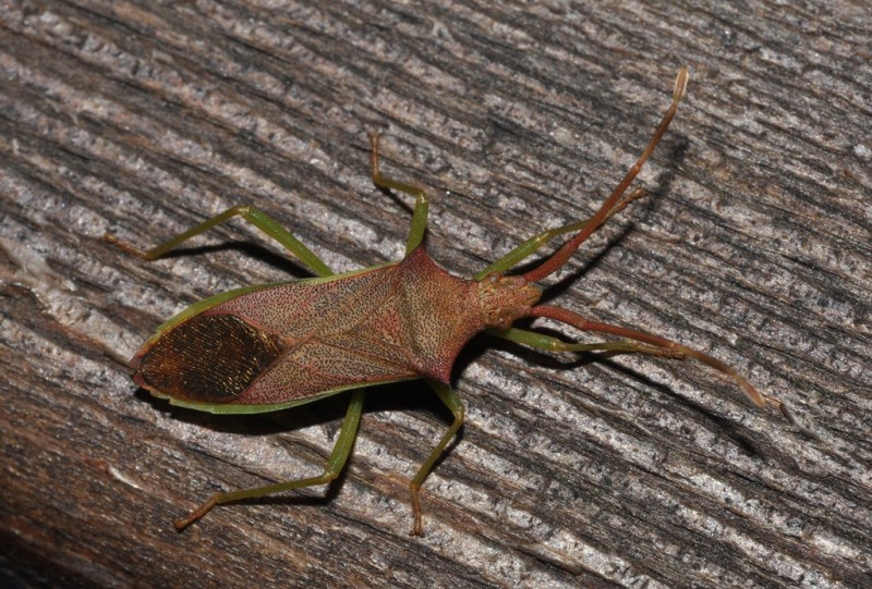 Coreidae: Gonocerus insidiator