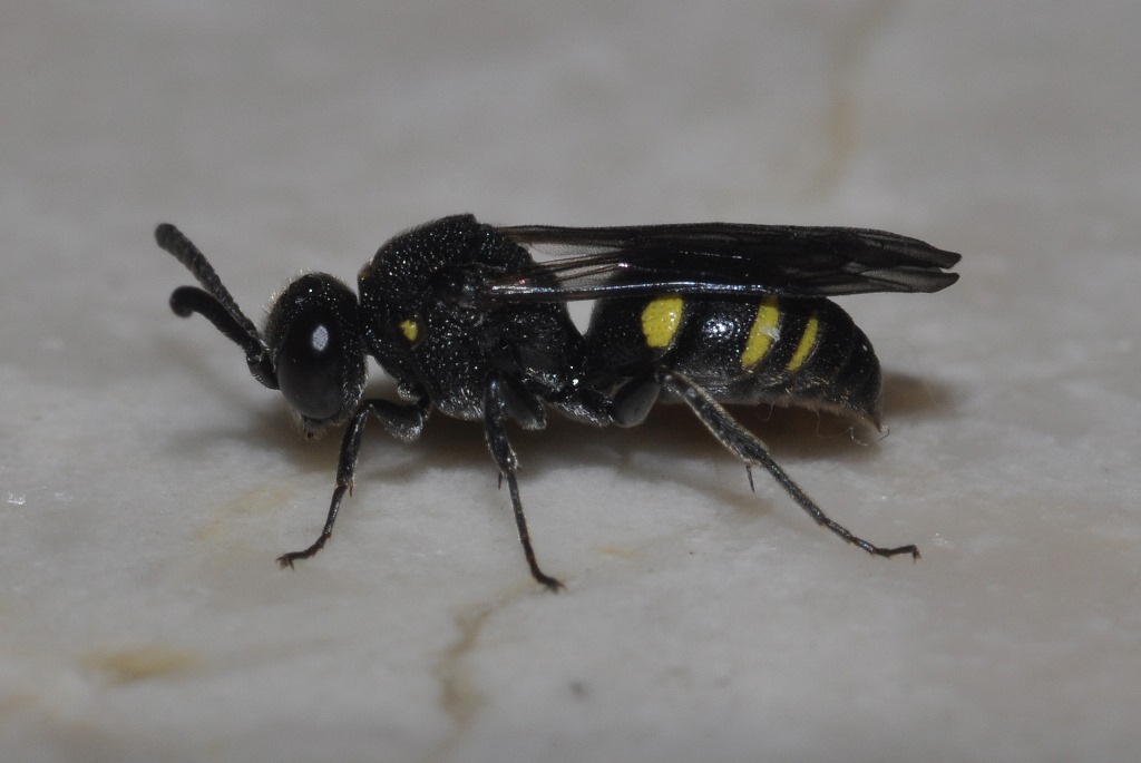 Crabronidae: Nysson cfr. trimaculatus