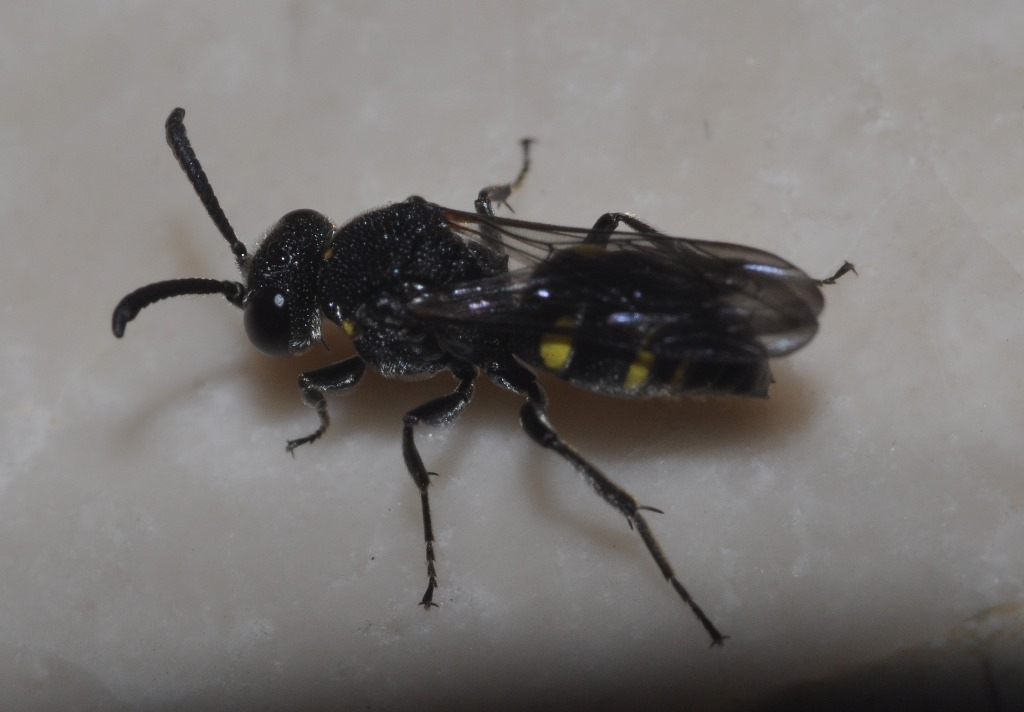 Crabronidae: Nysson cfr. trimaculatus