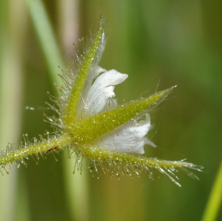 Cerastium glutinosum / Peverina glutinosa