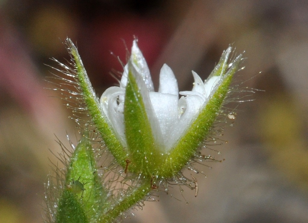 Cerastium glutinosum / Peverina glutinosa
