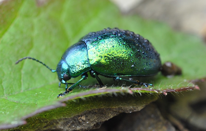 Chrysomelidae da id - Chrysolina cf. herbacea