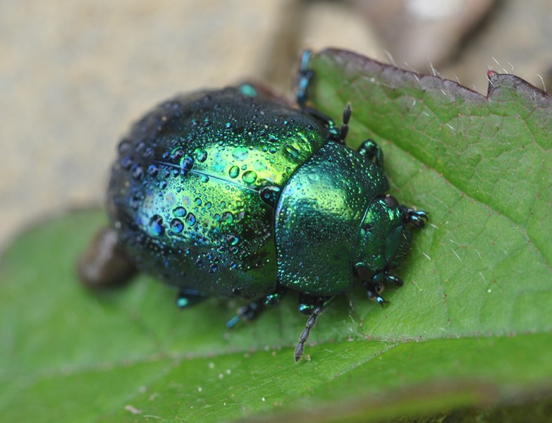Chrysomelidae da id - Chrysolina cf. herbacea