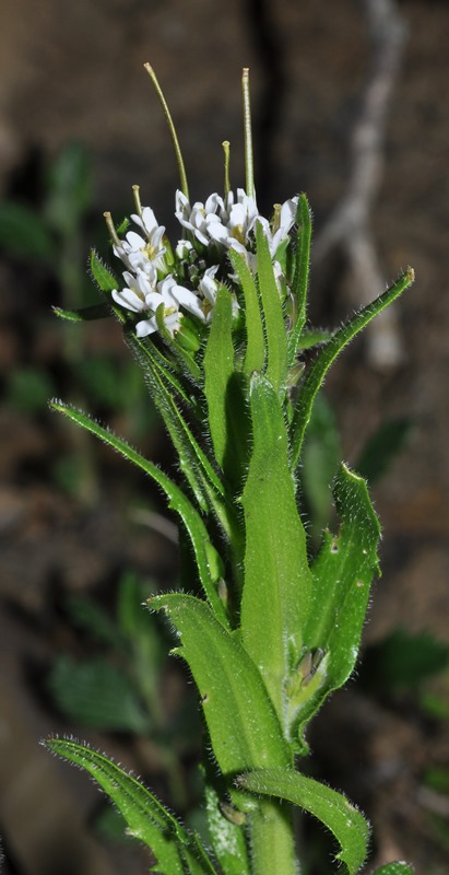 Arabis cfr. sagittata  (Brassicaceae)