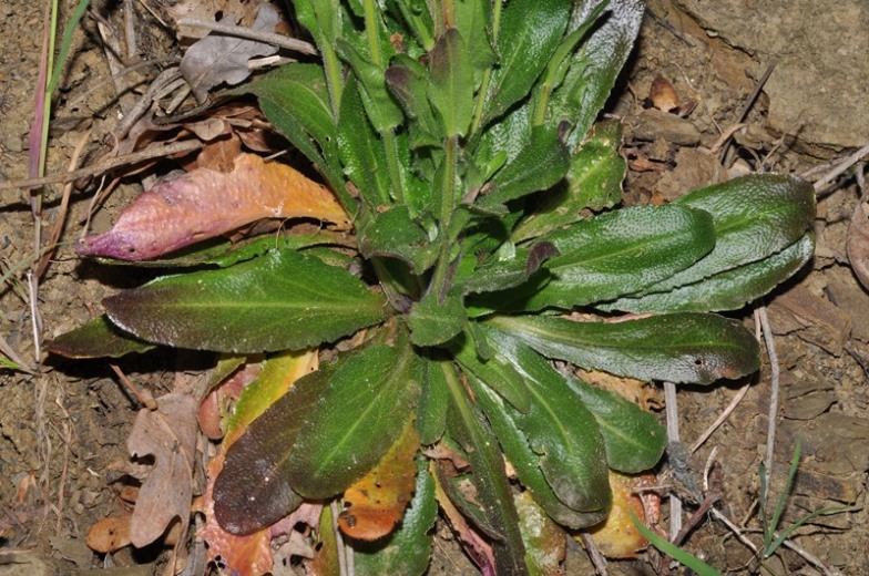 Arabis cfr. sagittata  (Brassicaceae)