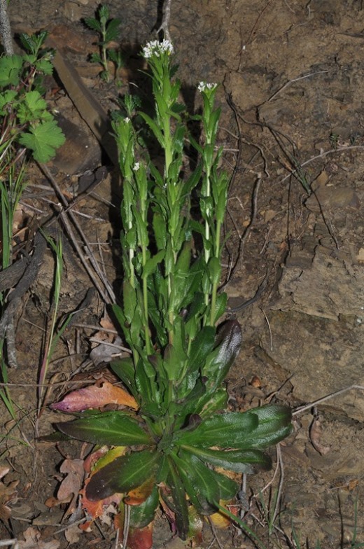Arabis cfr. sagittata  (Brassicaceae)