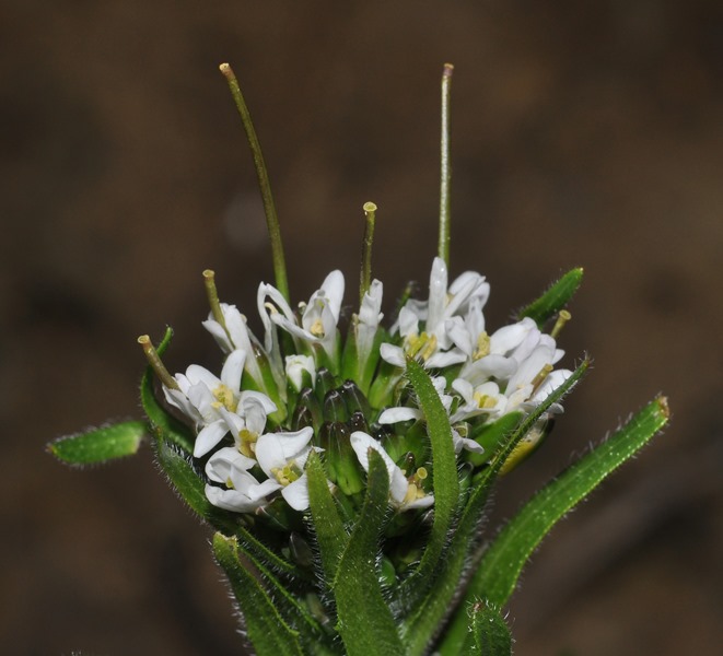 Arabis cfr. sagittata  (Brassicaceae)