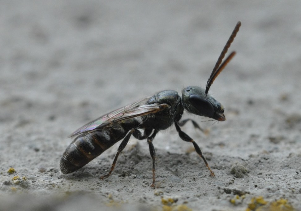 Apidae Halictinae: Lasioglossum  sp. o Halictus sp.