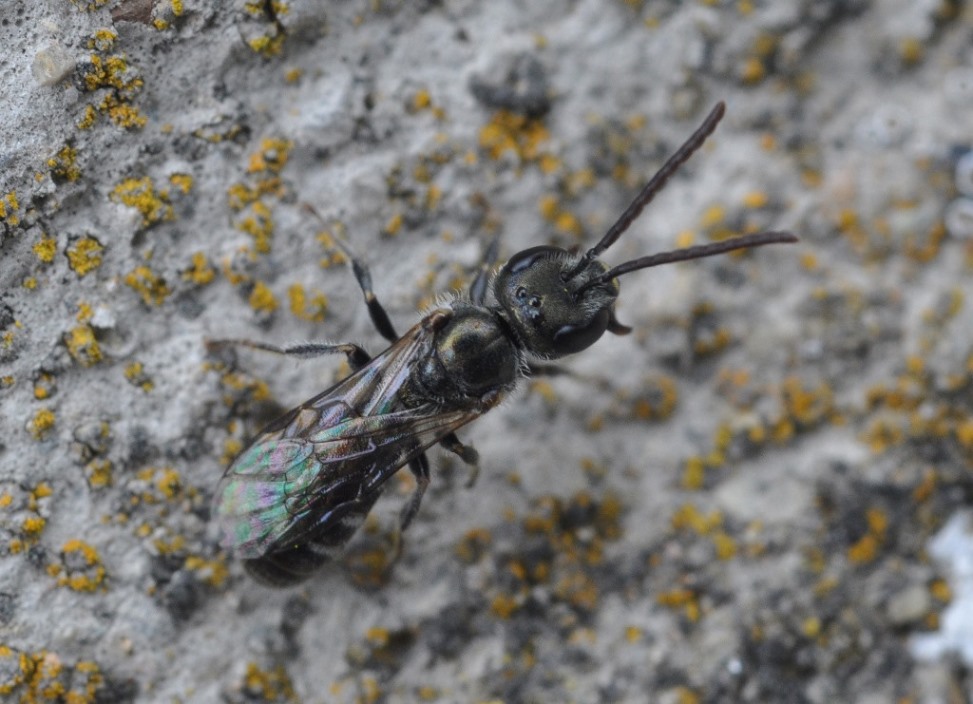 Apidae Halictinae: Lasioglossum  sp. o Halictus sp.