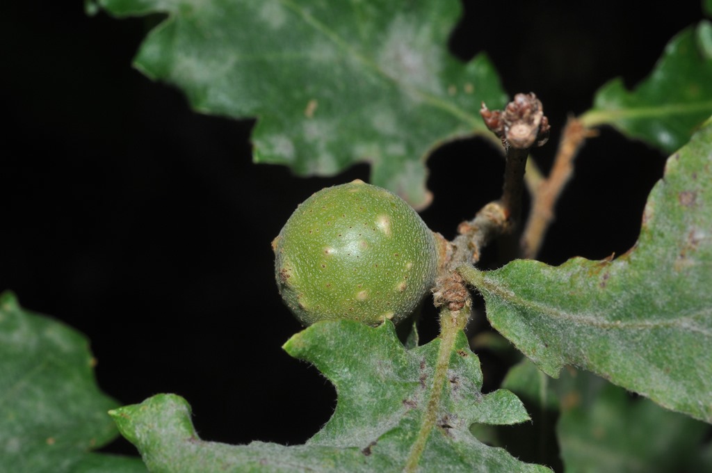 galle su quercia:  Andricus gallaetinctoriae (Cynipidae)