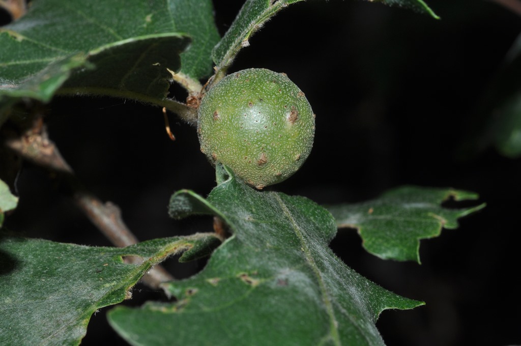 galle su quercia:  Andricus gallaetinctoriae (Cynipidae)
