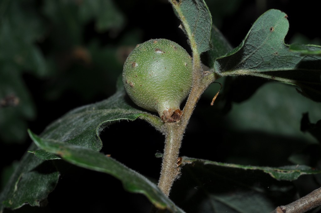 galle su quercia:  Andricus gallaetinctoriae (Cynipidae)