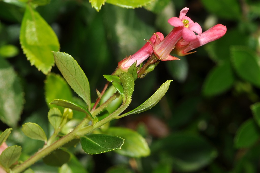 Escallonia rubra  (Escalloniaceae) - Cile