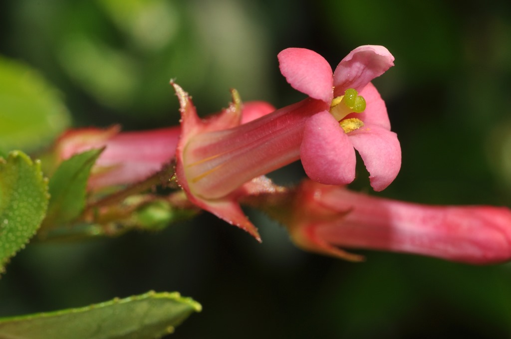 Escallonia rubra  (Escalloniaceae) - Cile