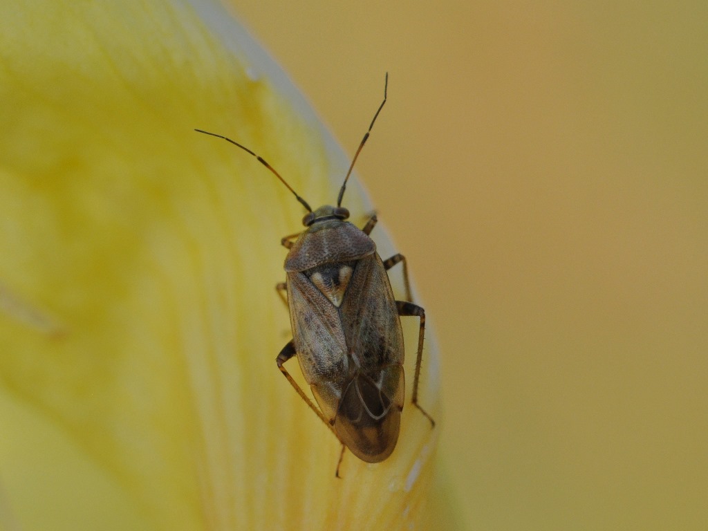 Miridae: Lygus rugulipennis della Lombardia (BG)