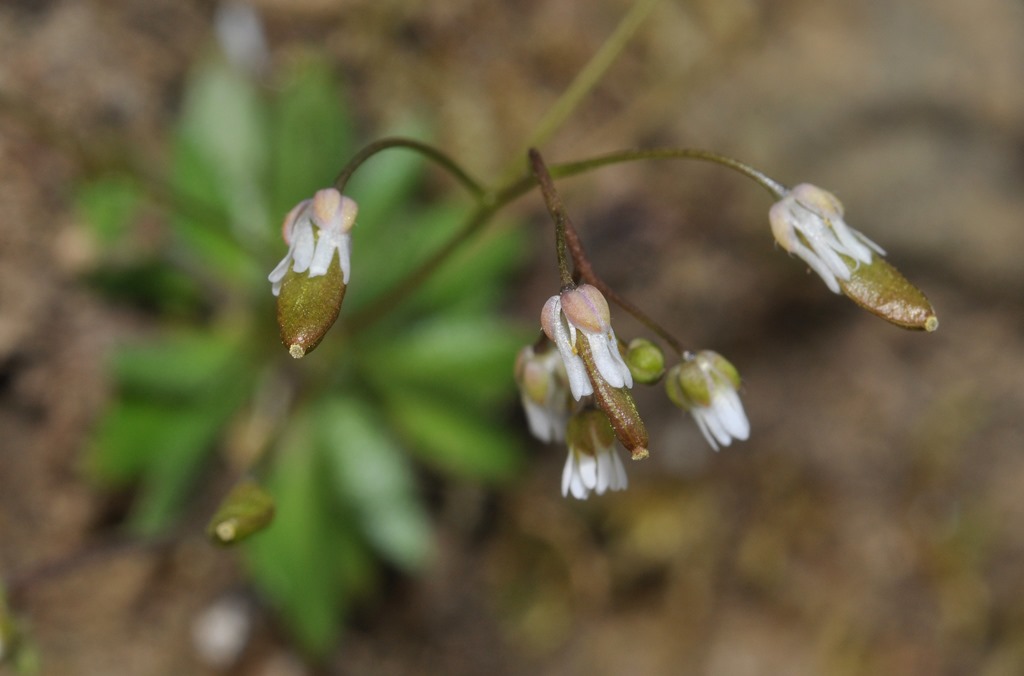 Erophila verna (Brassicaceae)
