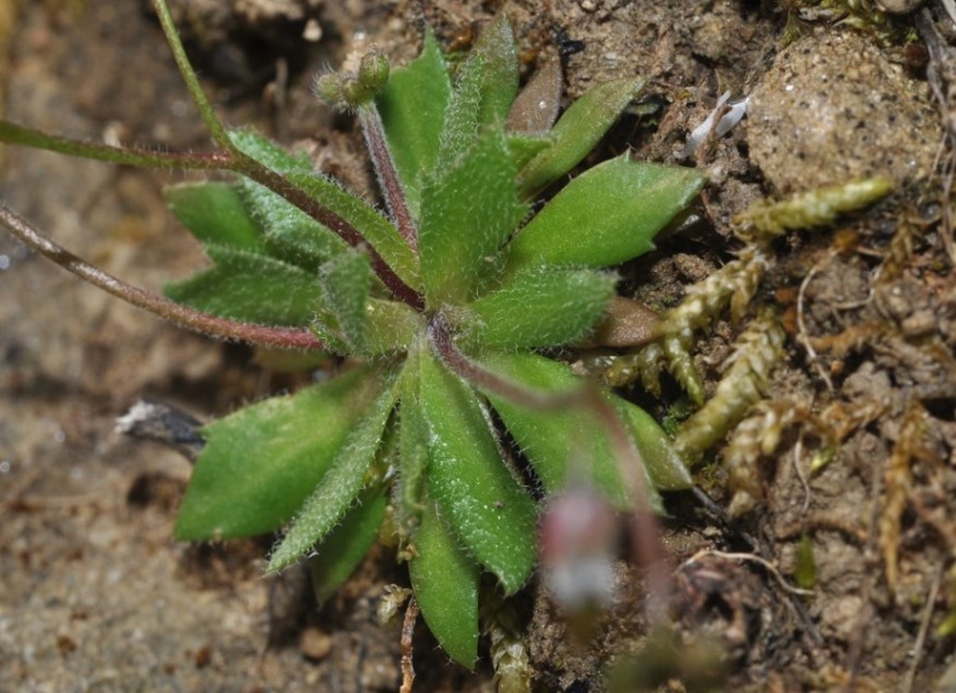 Erophila verna (Brassicaceae)