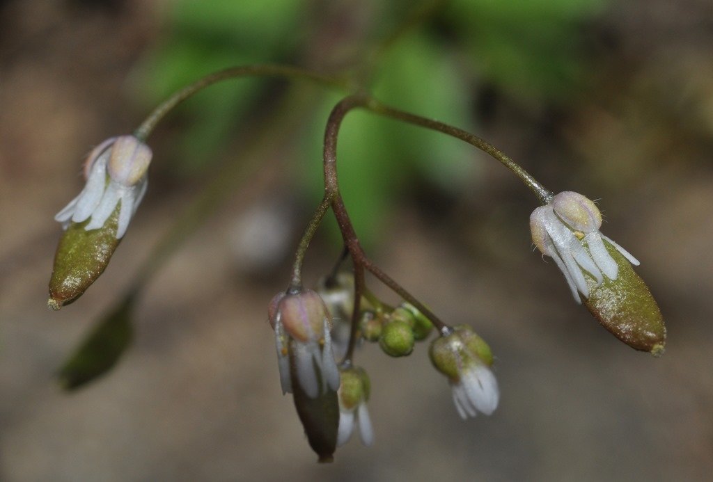 Erophila verna (Brassicaceae)