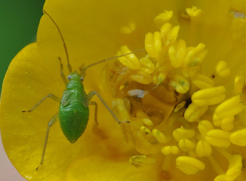 Miridae: ninfa di Closterotomus norwegicus