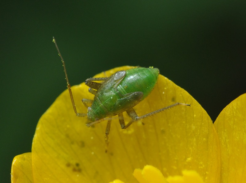 Miridae: ninfa di Closterotomus norwegicus