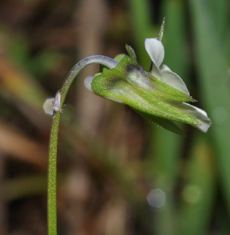 Viola arvensis / Viola dei campi