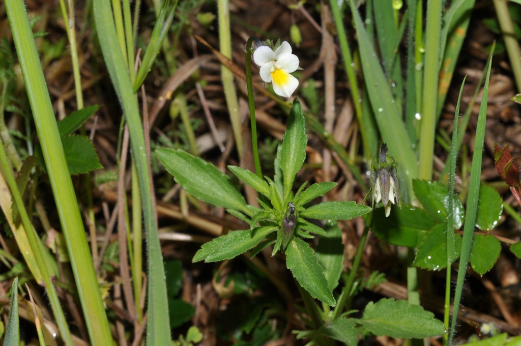 Viola arvensis / Viola dei campi