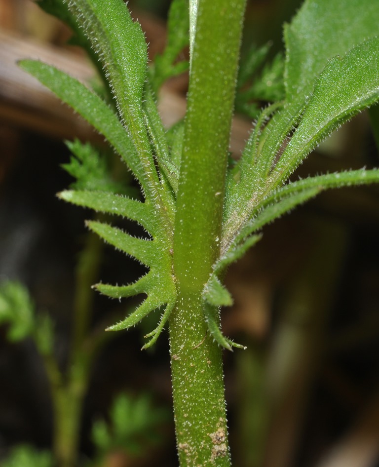 Viola arvensis / Viola dei campi