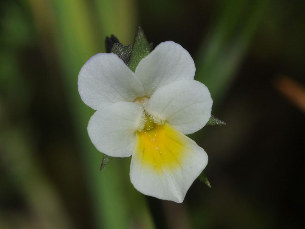 Viola arvensis / Viola dei campi