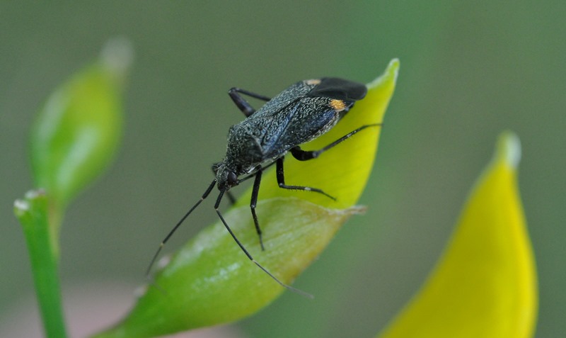 Miridae: Closterotomus cinctipes