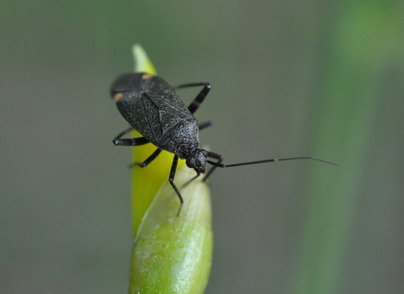 Miridae: Closterotomus cinctipes